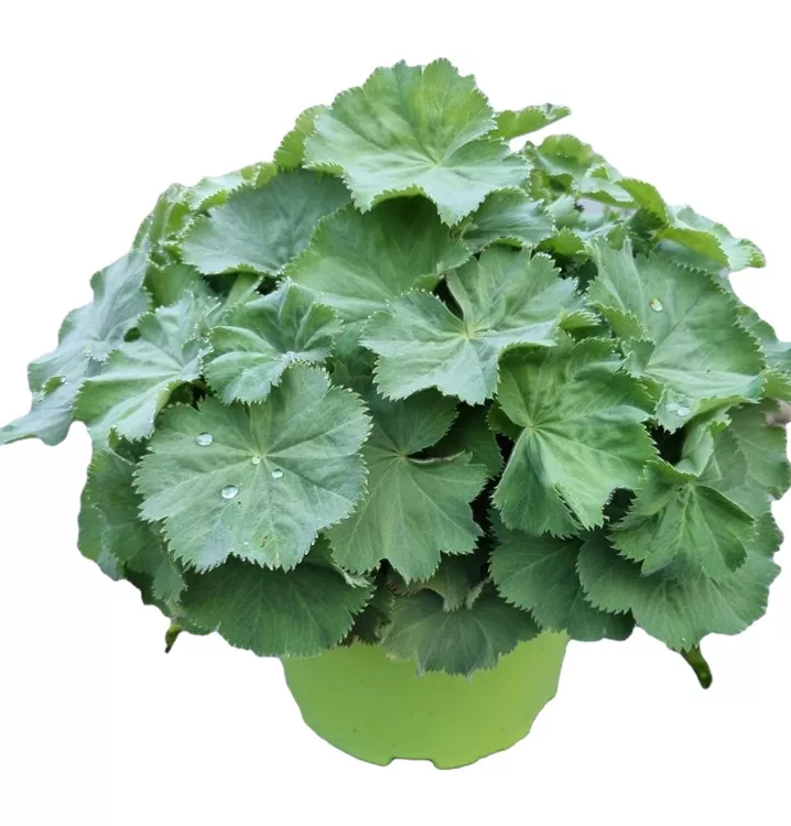 Großblättriger Frauenmantel