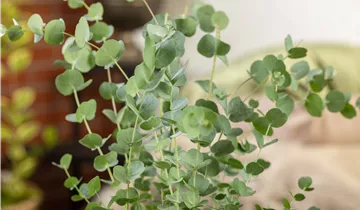 Zum Vergrößern klicken Bildvorschau