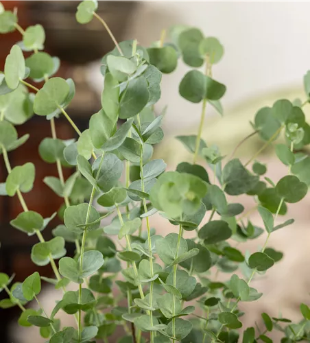 Eucalyptus gunnii 'Silver Dollar'