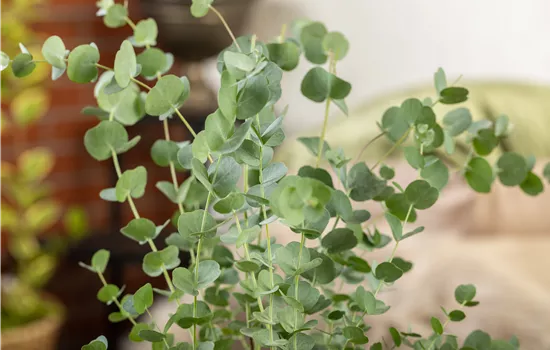 Eucalyptus gunnii 'Silver Dollar' Eucalyptus gunnii 'Silver Dollar'