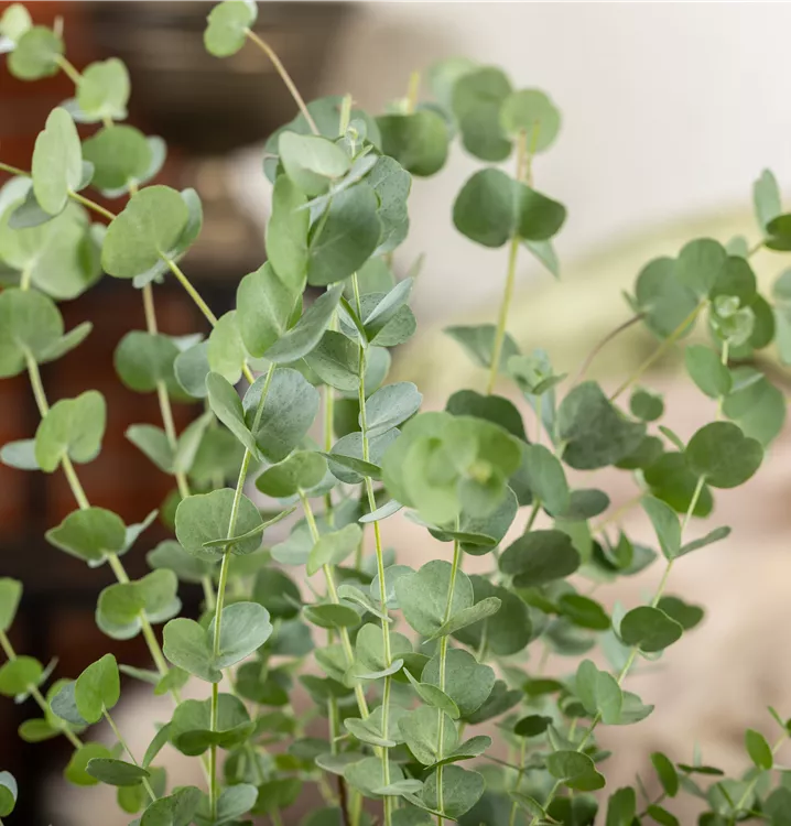 Echter Eukalyptus 'Silver Dollar' Echter Eukalyptus 'Silver Dollar'