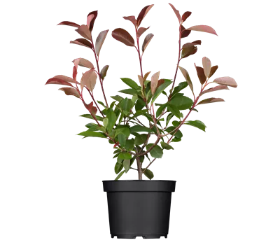 Photinia fraseri 'Red Robin' Photinia fraseri 'Red Robin'