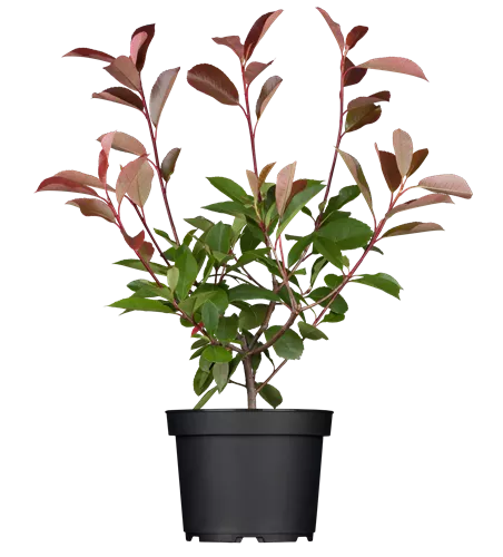 Photinia fraseri 'Red Robin'