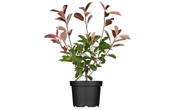 Photinia fraseri 'Red Robin' Photinia fraseri 'Red Robin'