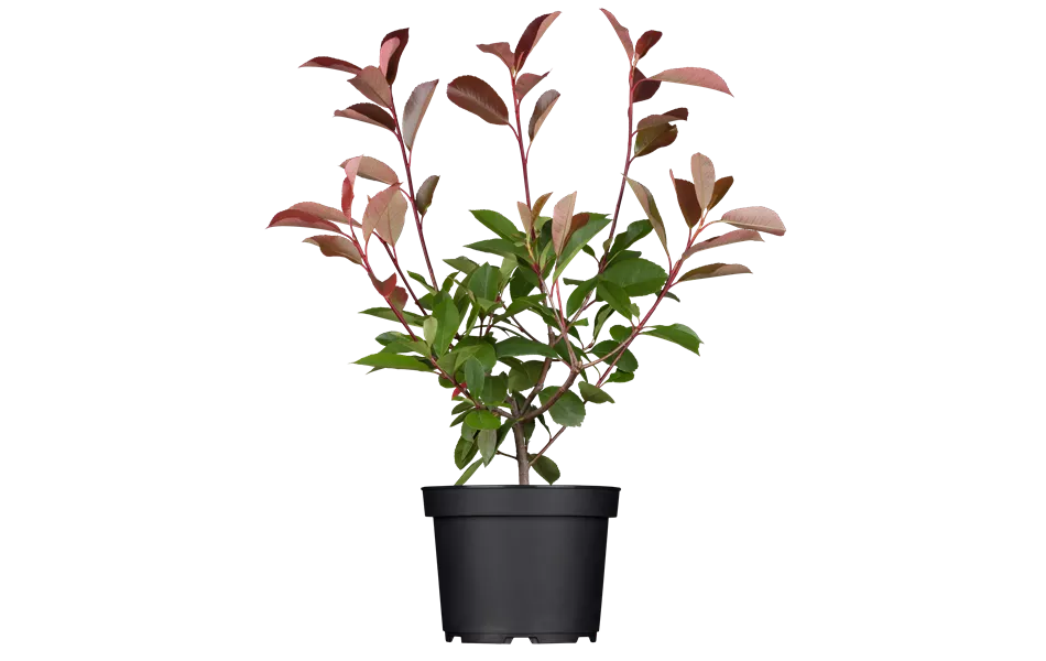 Photinia fraseri 'Red Robin'