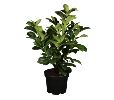 Prunus laurocerasus 'Etna'® Prunus laurocerasus 'Etna'®