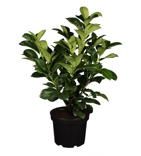 Prunus laurocerasus 'Etna'®