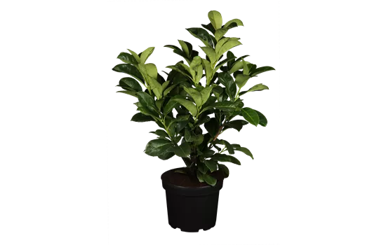 Prunus laurocerasus 'Etna'® Prunus laurocerasus 'Etna'®