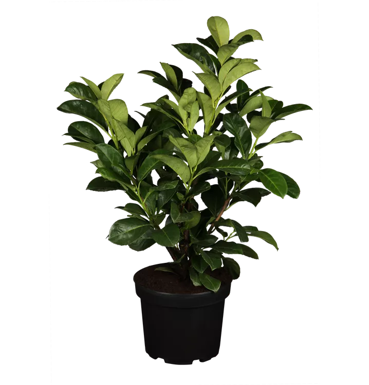 Lorbeerkirsche 'Etna'® Lorbeerkirsche 'Etna'®