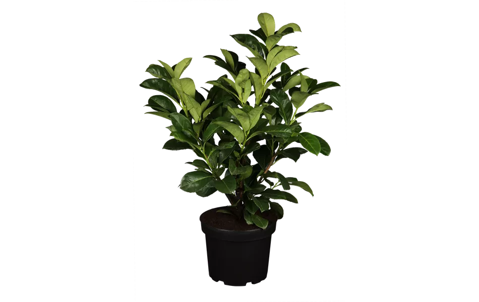 Prunus laurocerasus 'Etna'®
