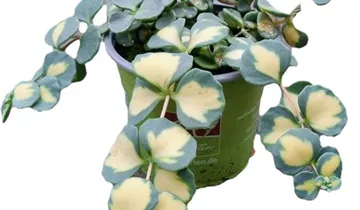 Zum Vergrößern klicken Bildvorschau