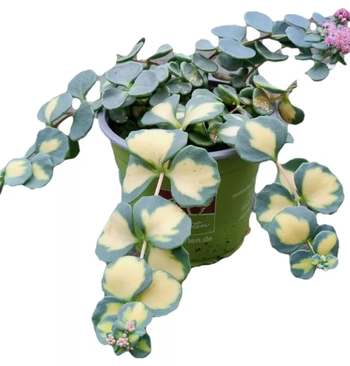 Siebolds Fettblatt Siebolds Fettblatt