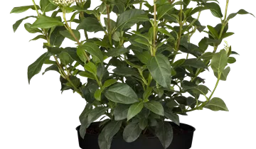 Zum Vergrößern klicken Bildvorschau