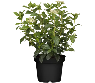 Viburnum tinus Viburnum tinus