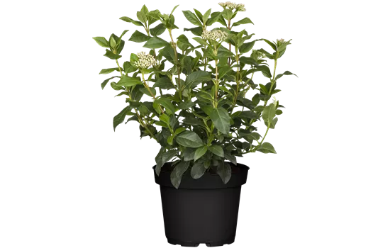 Viburnum tinus Viburnum tinus