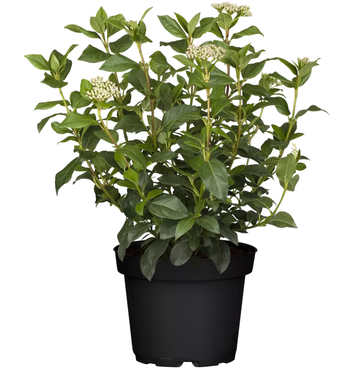 Lorbeer-Schneeball Lorbeer-Schneeball