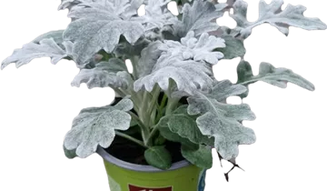 Zum Vergrößern klicken Bildvorschau