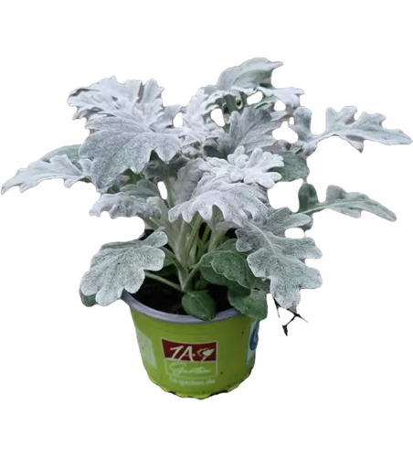 Senecio cineraria