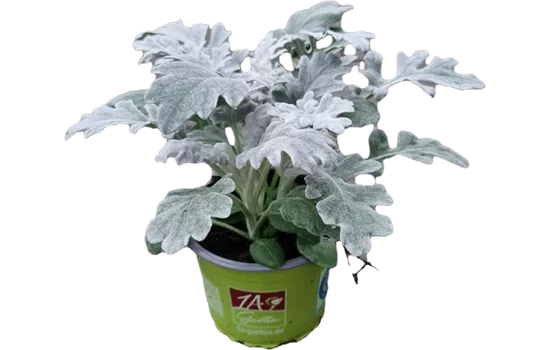 Senecio cineraria Senecio cineraria