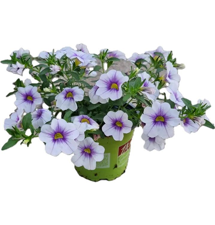 Zauberglöckchen MiniFamous® Uno ´Blue Vein'