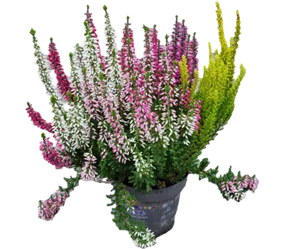 Calluna vulgaris Beauty Ladies® 'High Five' Calluna vulgaris Beauty Ladies® 'High Five'