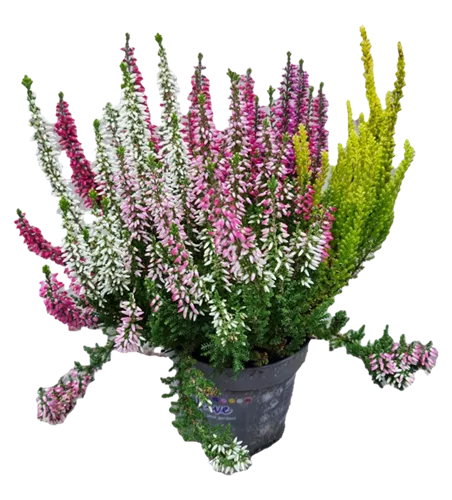 Calluna vulgaris Beauty Ladies® 'High Five'
