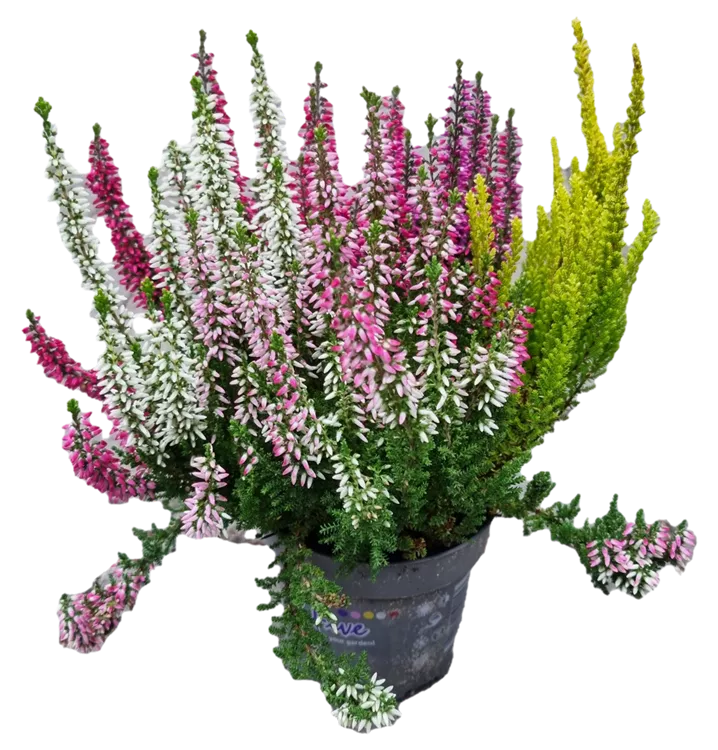 Knospenheide Beauty Ladies® 'High Five'