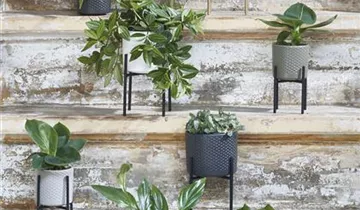 Zum Vergrößern klicken Bildvorschau