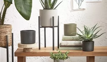 Zum Vergrößern klicken Bildvorschau