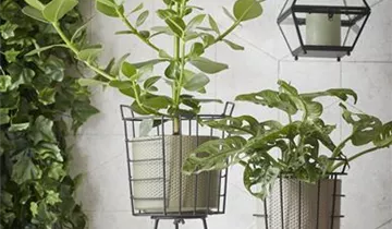 Zum Vergrößern klicken Bildvorschau