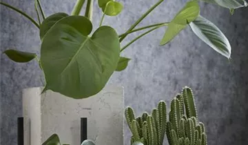 Zum Vergrößern klicken Bildvorschau