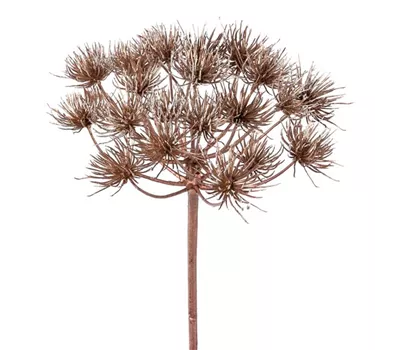 Heracleumzweig 78cm kupfer