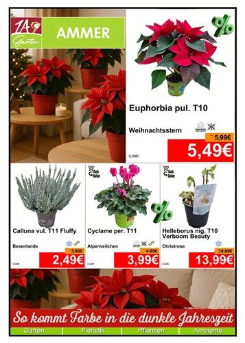 Unsere Aktuelle Monats-Aktion gültig im Dezember