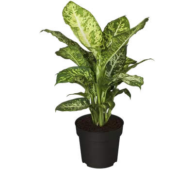 Dieffenbachia seguine 'Mars'