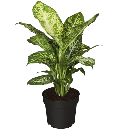 Dieffenbachia seguine 'Mars'