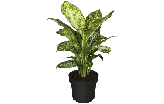 Dieffenbachia seguine 'Mars'
