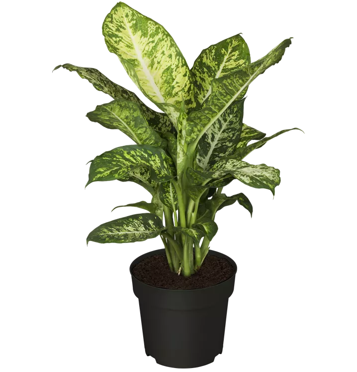 Dieffenbachie 'Mars'