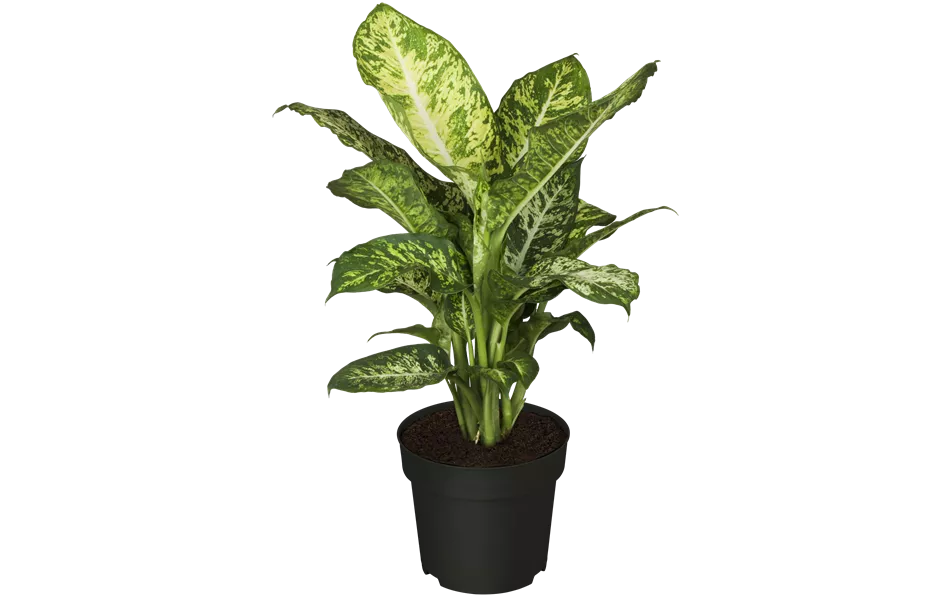 Dieffenbachia seguine 'Mars'