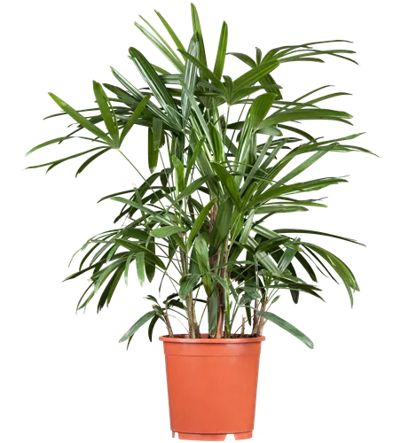 Rhapis excelsa