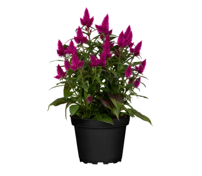 Celosia argentea 'Deep Purple'
