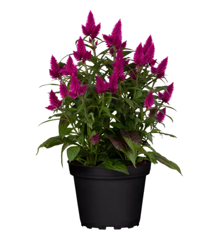 Celosia argentea 'Deep Purple'