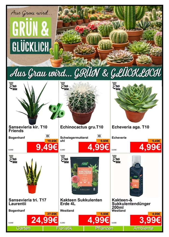 Grünpflanze Kaktee - Din A4 Beilage - 6 x 779px - 1.jpg