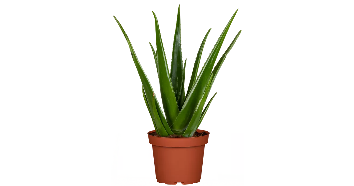 aloe vera für pferde Reiner Natur-Aloe-Vera-Saft für Pferde main image 0