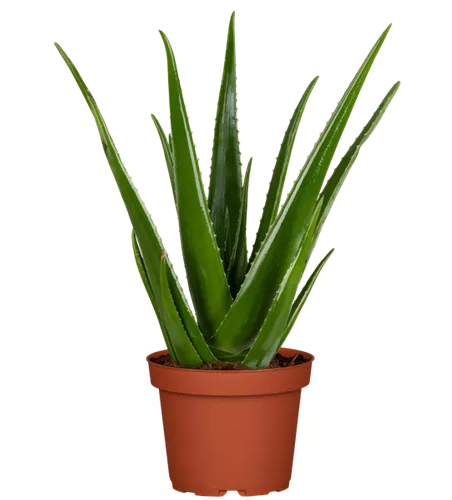 Aloe vera