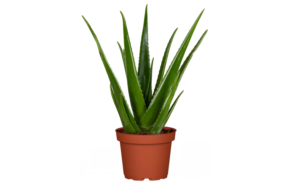 Aloe vera