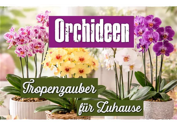 Orchideen – Tropenzauber für Zuhause