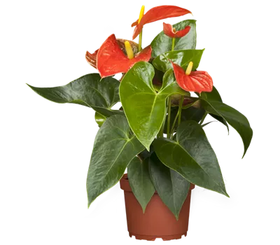 Anthurium x andreanum, orange