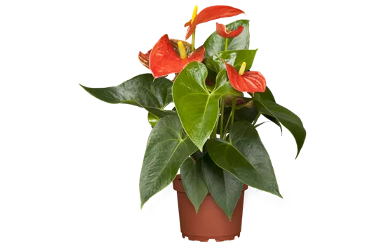 Anthurium x andreanum, orange