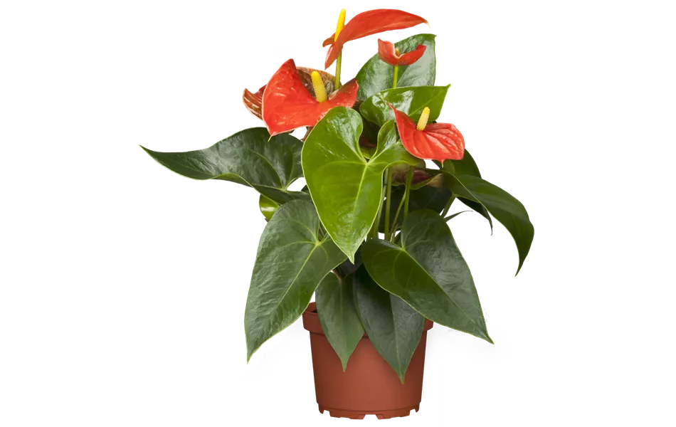 Anthurium x andreanum, orange