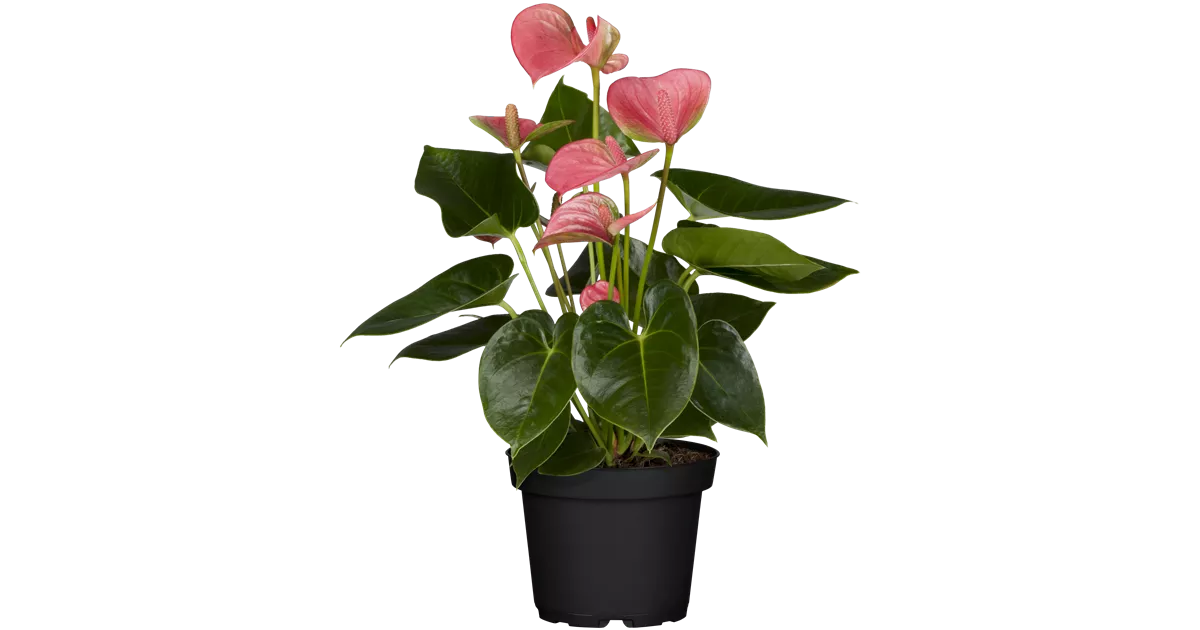 agave montana kaufen Agave montana (Monte Strain) – Cistus Nursery